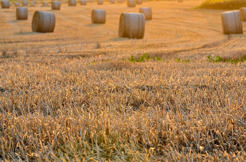 Sharing Harvests