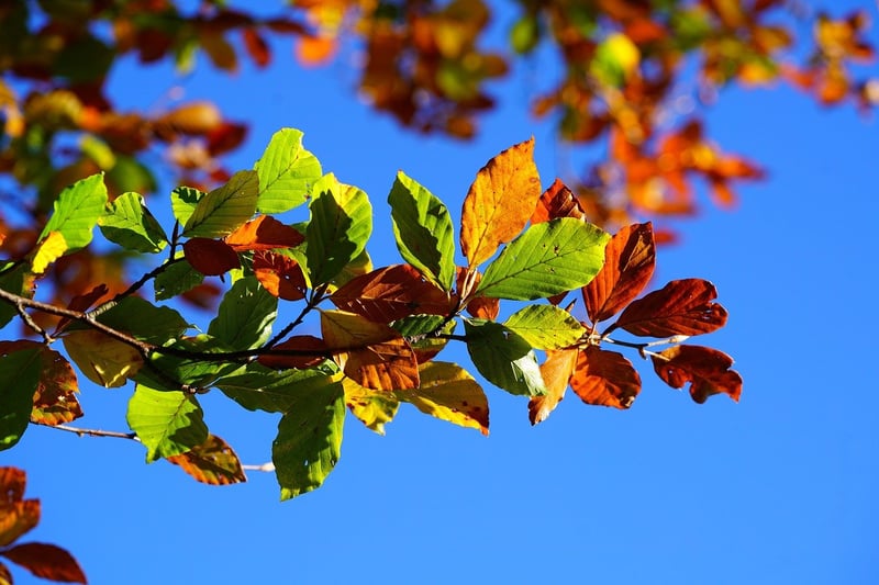 Urban Plants