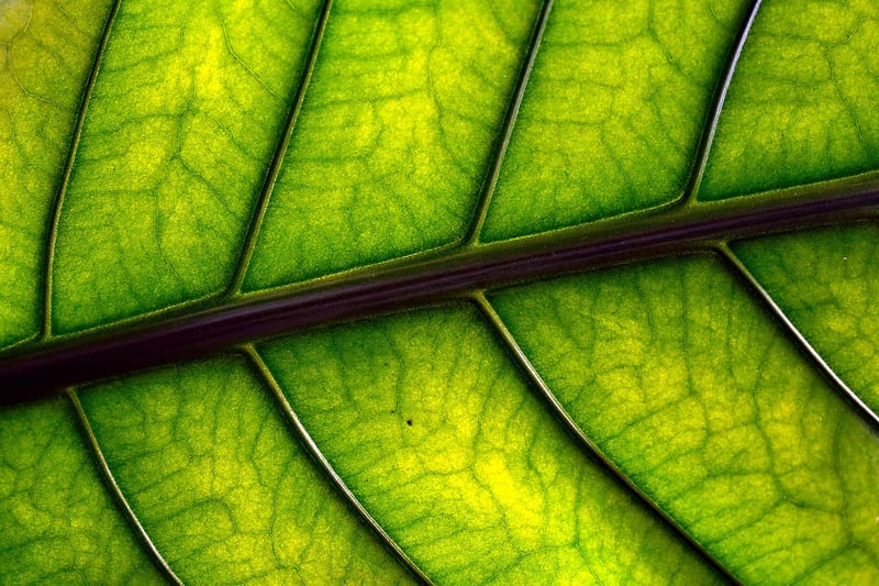 Vertical garden panels