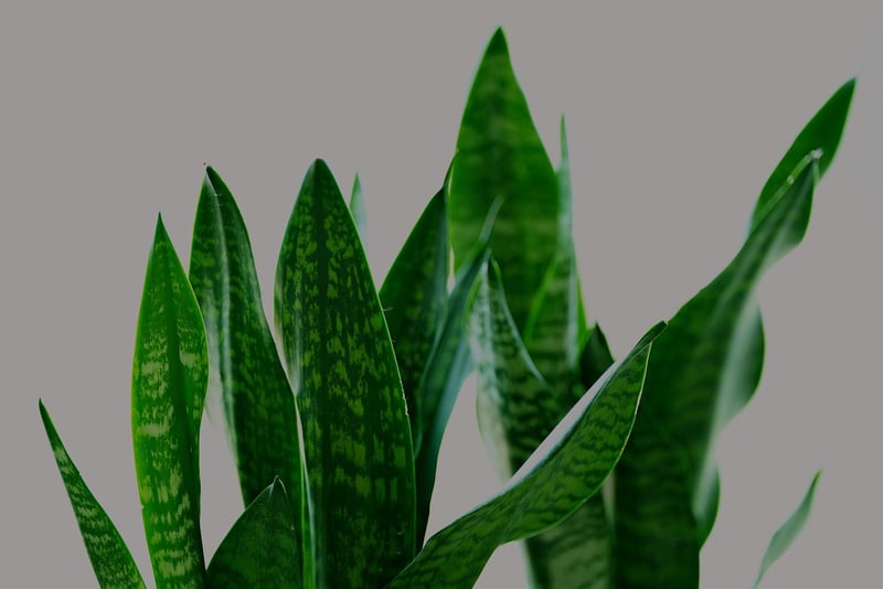 Snake Plant